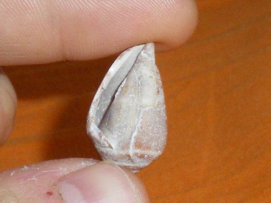 Conidae?